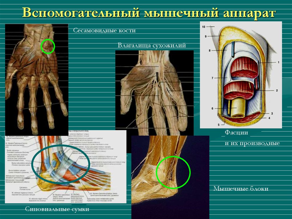 Вспомогательные мышцы. Вспомогательный аппарат мышц сесамовидные кости. Вспомогательный аппарат мышц фасции синовиальные сумки. Фасция влагалища сухожилий синовиальные сумки. Вспомогательный аппарат фасции влагалища сухожилий.