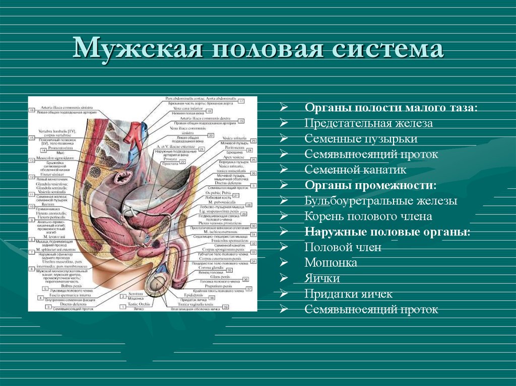 Органы малого таза у мужчин что входит картинка