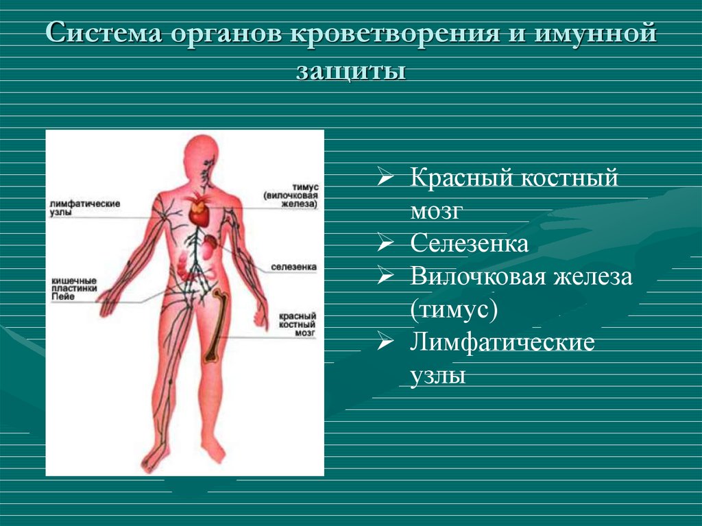 Тимус красный мозг. Система органов кроветворения. Анатомия кроветворной системы человека. Кроветворная система человека схема. Органы отвечающие за кроветворение.