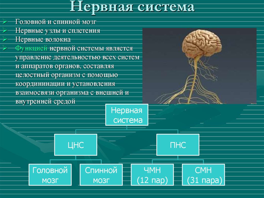 Спинной и головной мозг тест 8 класс. Нервная система головной и спинной мозг. Нервная система головной мозг спинной мозг нервы. Органы из которых состоит нервная система. ЦНС головной мозг анатомия.
