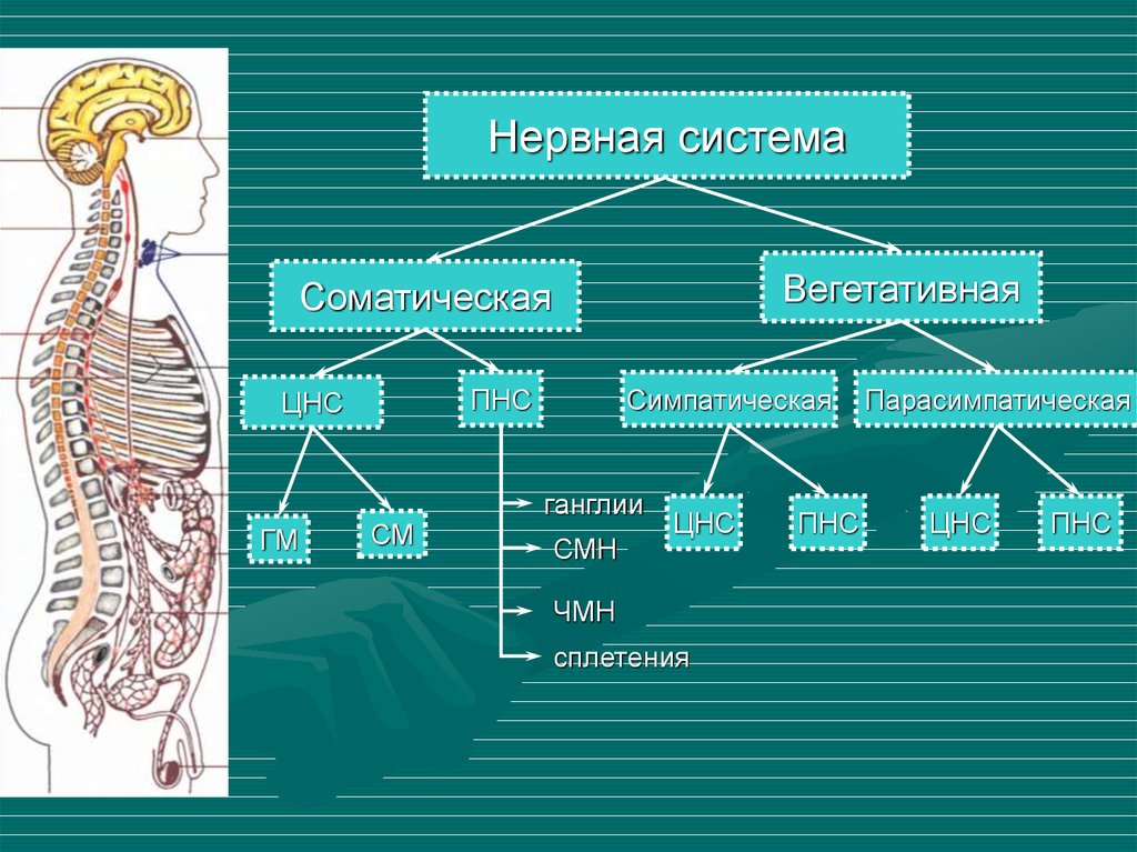 Периферический отдел симпатической. Вегетативная нервная система схема. Центральная и периферическая вегетативная нервная система. Вегетативная нервная система анатомия схема. Нервная система человека схема периферическая.