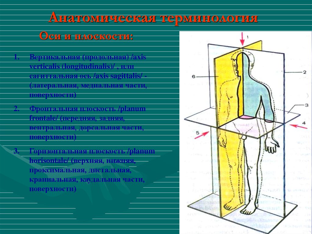 Горизонтальная плоскость тела. Вертикальная ось. Сагиттальная плоскость и ось. Плоскости используемые в анатомии. Фронтальная плоскость анатомия.