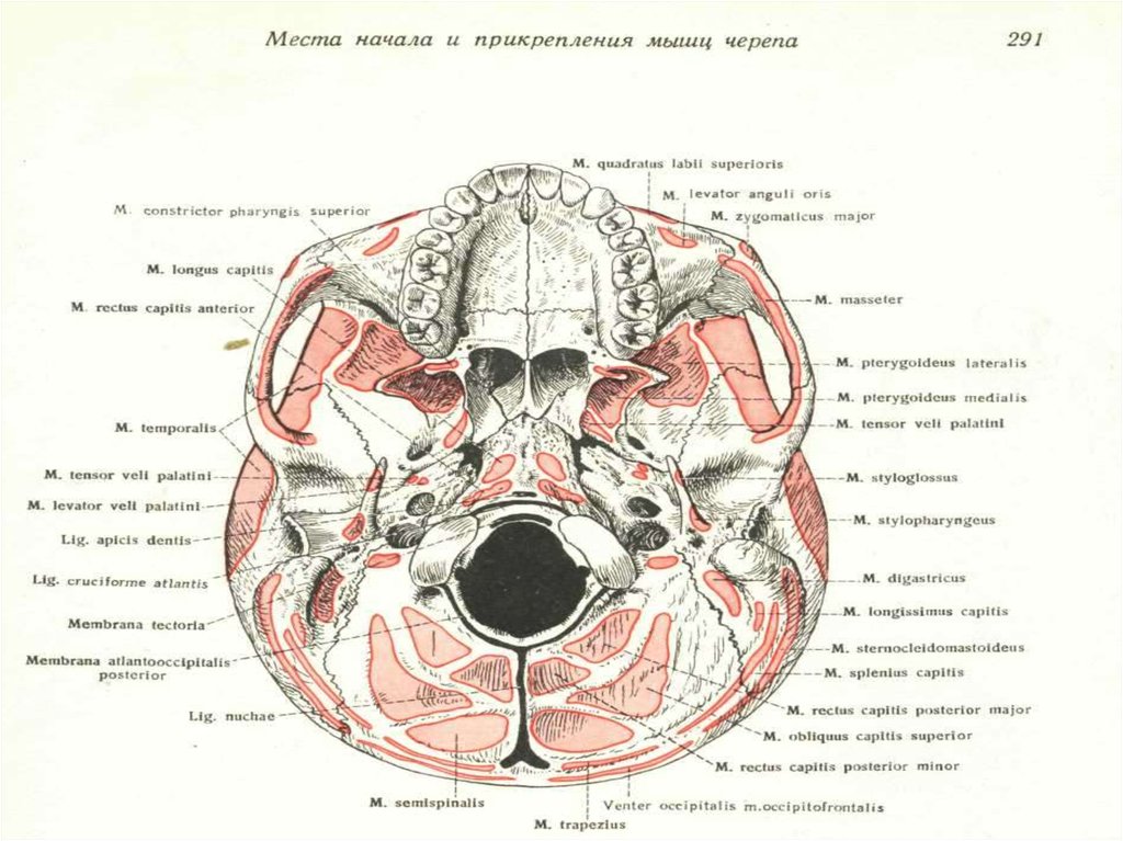 Место начала. Места прикрепления мышц на основании черепа. Мышцы основания черепа. Мышцы основания черепа анатомия. Места начала и прикрепления мышц головы.