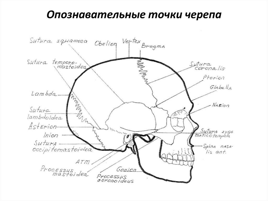 Схема черепно мозговой топографии схема кренлейна