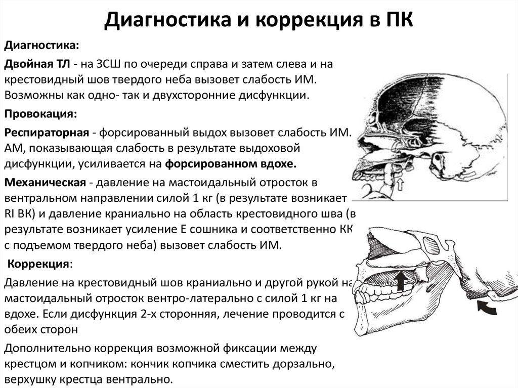 Краниальный это. Крестовидный шов твердого неба. Краниальный ритм костей черепа. Краниальная. Краниальная дисфункция.