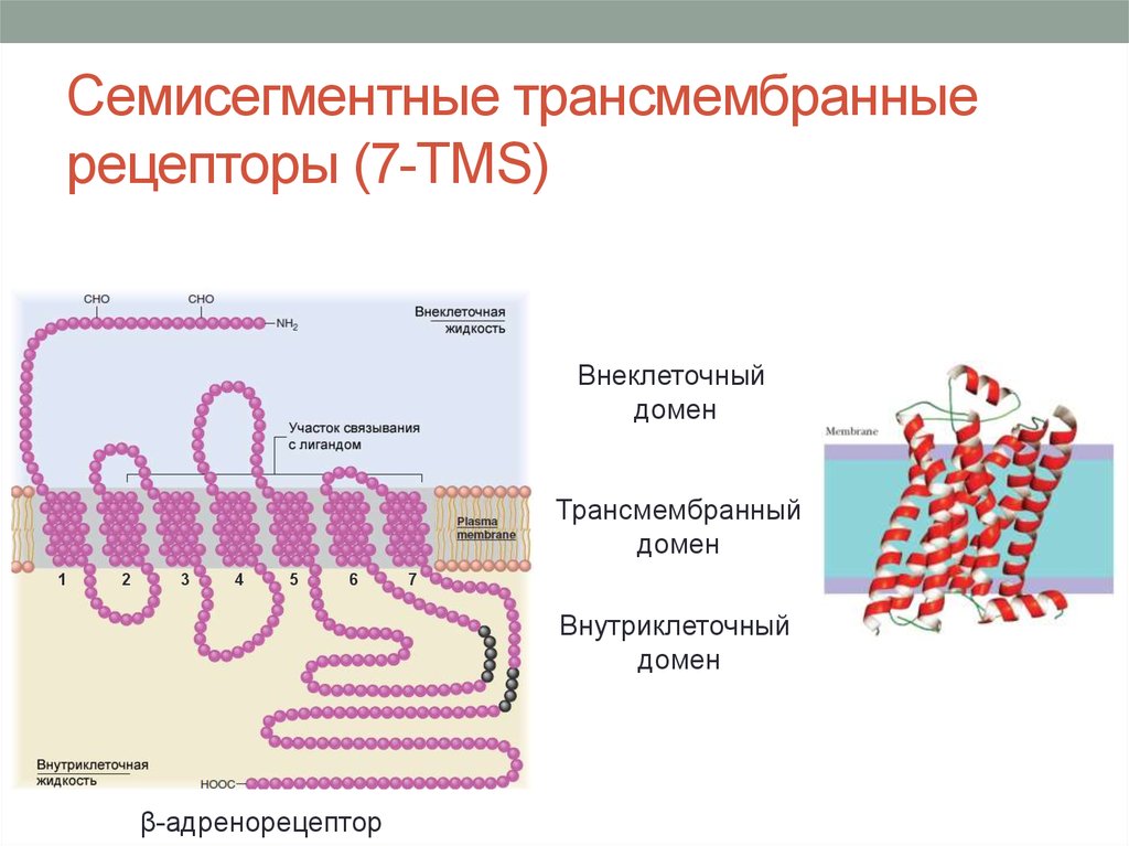 Классификация молекулярных (клеточных) рецепторов по строению и локализации