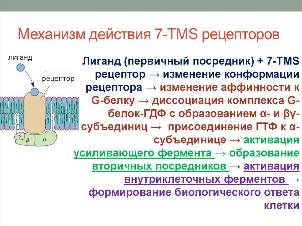 Действия рецепторов. Лиганд-рецепторное взаимодействие. Механизм взаимодействия рецептора с лигандом. Трансмембранные рецепторы. Лиганды внутриклеточных рецепторов.