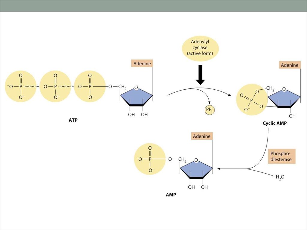 Обмен с окружено. Adenylyl cyclase. Cyclic amp. Structure of cyclic amp.. Adenylyl cyclase of Enzyme activation.