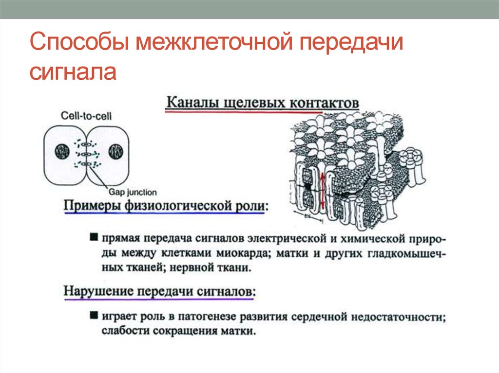 Каким объемом межклеточного