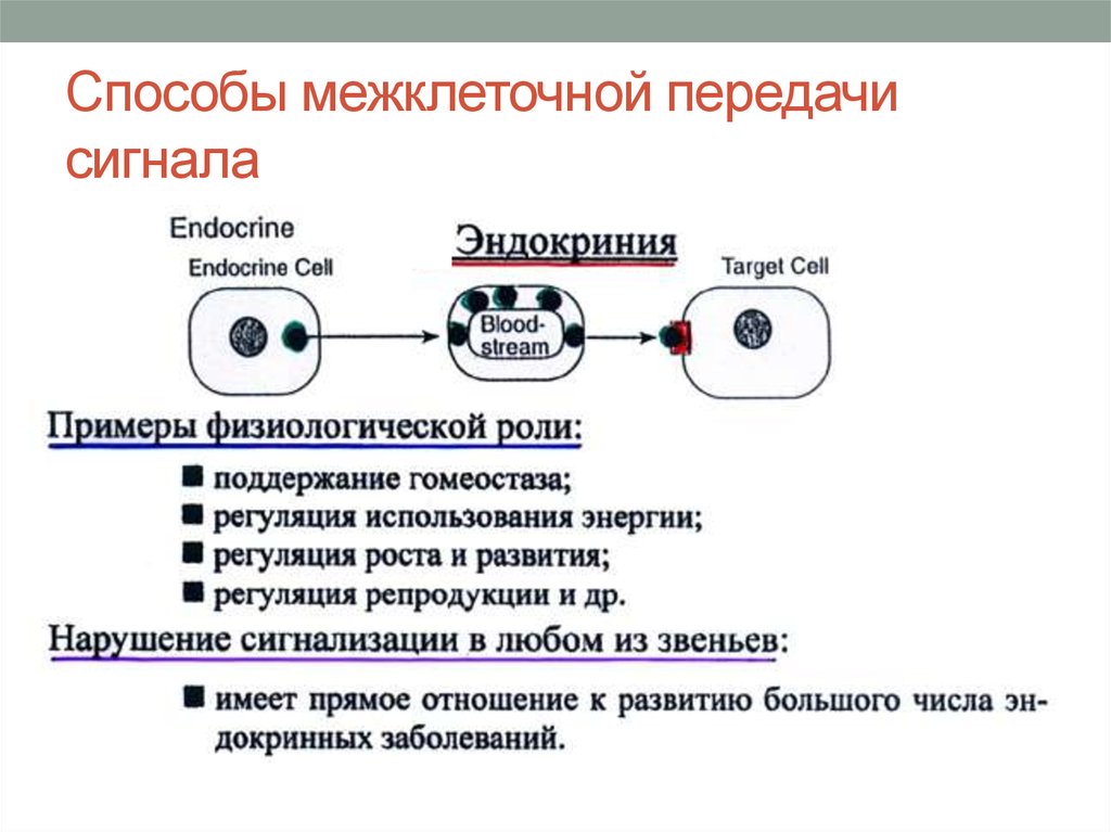 Межклеточная кооперация схема