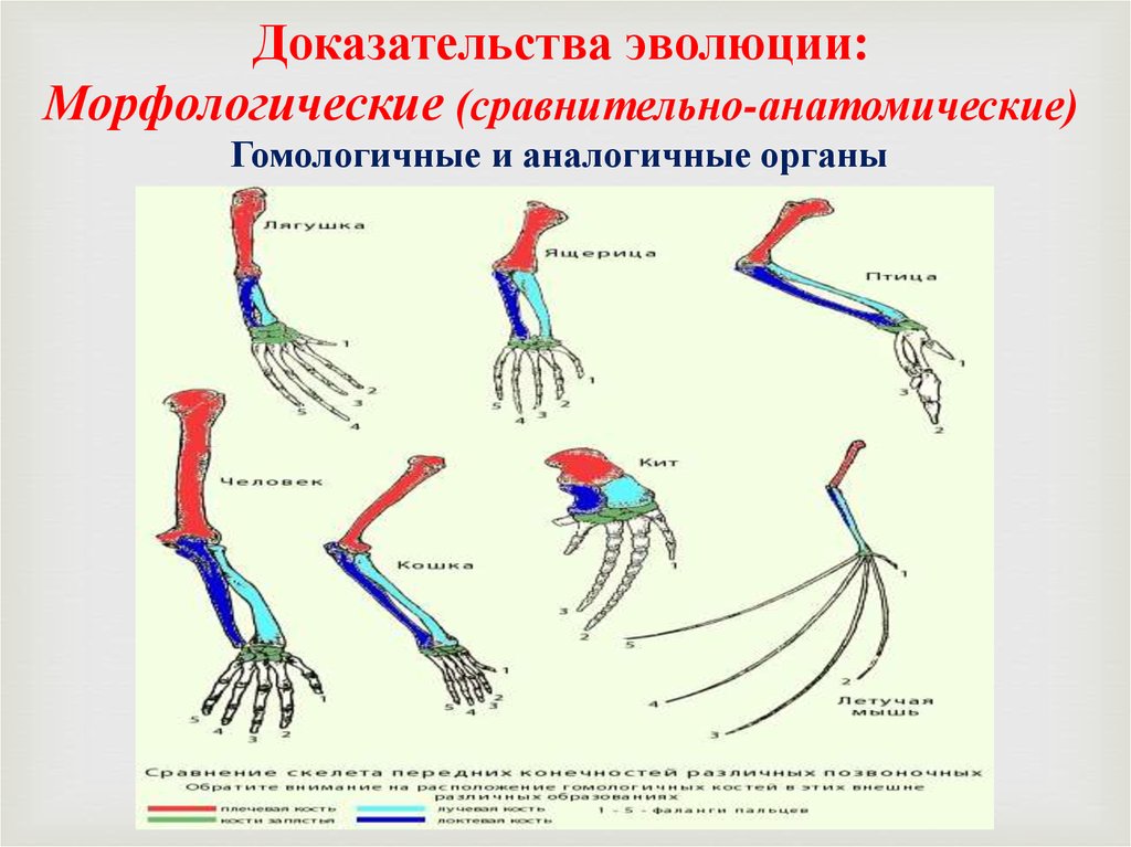 Анатомические доказательства примеры. Сравнительно анатомические свидетельства эволюции примеры. Сравнительно анатомические доказательства эволюции животного мира. Сравнительно-анатомические доказательства гомологичные органы. Сравнительно морфологические доказательства эволюции.