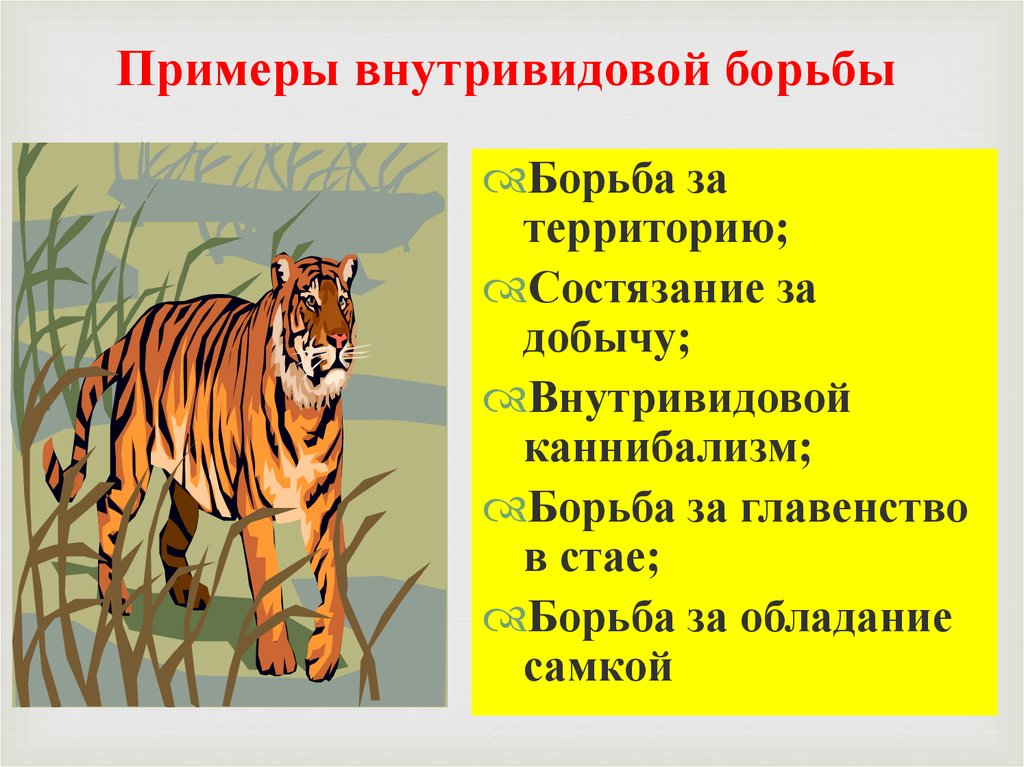 Примеры борьбы. Примеры внутри ведовой. Внутривидовая борьба примеры. Внутривидовая борьба за территорию. Внутривидовая примеры примеры.