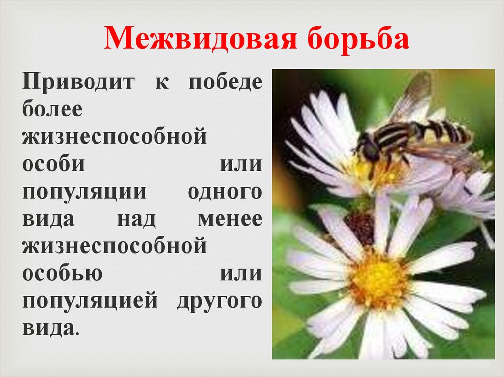 Межвидовая борьба. Межвидовая борьба приводит к. Пример межвидовой борьбы пчелы. Межвидовая изменчивость примеры. Растение травоядное животное межвидовая борьба.