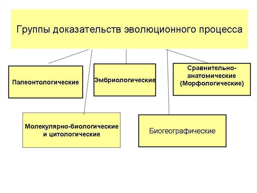 Доказательства эволюции презентация 11 класс