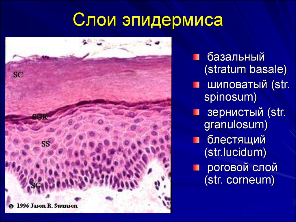 Чем обусловлен папиллярный рисунок кожи гистология