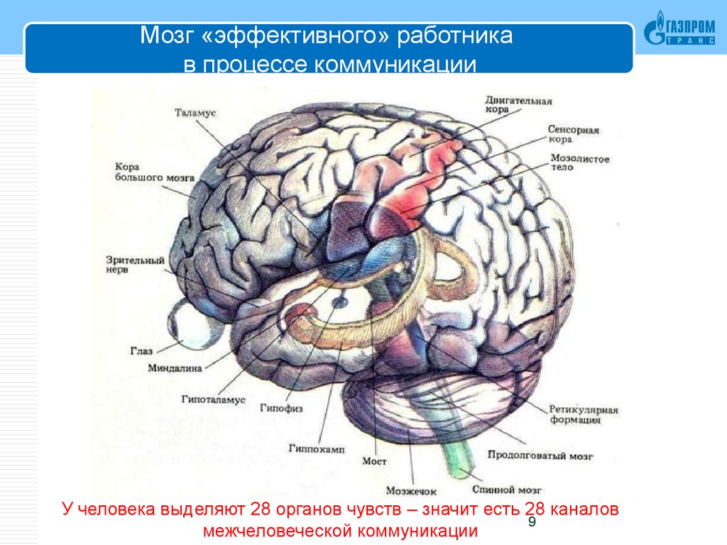 Ковид и мозг. Высшая нервная деятельность мозг. ВНД мозг. Структуры ВНД головного мозга. Высшая нервная деятельность рисунок.