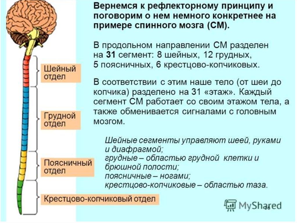 Примеры рефлексов головного мозга. Функции отделов спинного мозга. Центры рефлекторной функции спинного мозга. Рефлекторная функция отделов спинного мозга. Спинной мозг отделы и функции таблица.