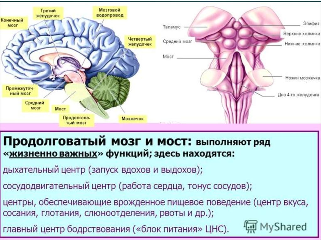 Продолговатый строение и функции. Ядра продолговатого мозга схема. Схема наружного строения продолговатого мозга. Функции ядер продолговатого мозга. Мост мозжечок 4 желудочек.