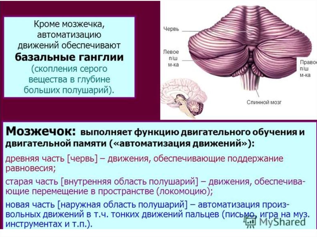 В задний мозг входит мозжечок. Мозжечок строение. Отдел, строение и функции мозжечка. Мозжечок структуры отделов функции. Функции мозжечка физиология кратко.
