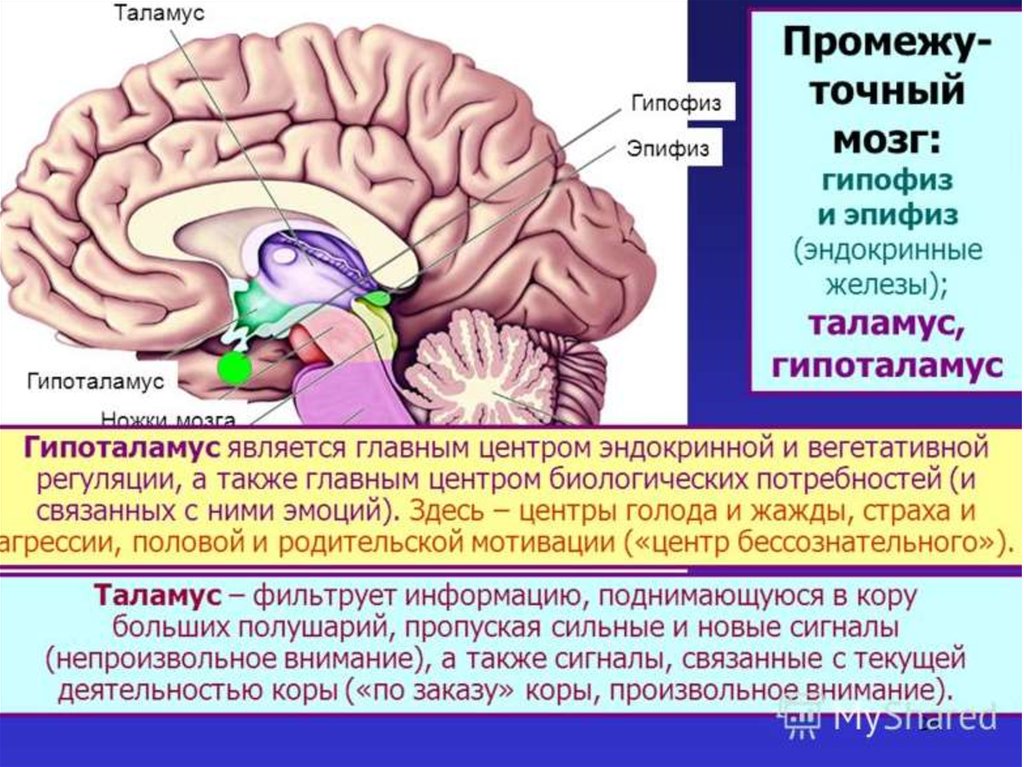 Гипофиз функции мозг. Строение мозга человека гипоталамус. Промежуточный мозг гипоталамус гипофиз. Гипоталамус гипофиз эпифиз строение. Строение мозга человека таламус.