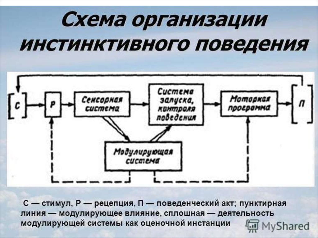 Схема поведения. Схема структура инстинктивного поведения. Схема организации инстинктивного поведения. Схема структуры инстинктивного поведенческого акта. Структура инстинктивного поведения животных.