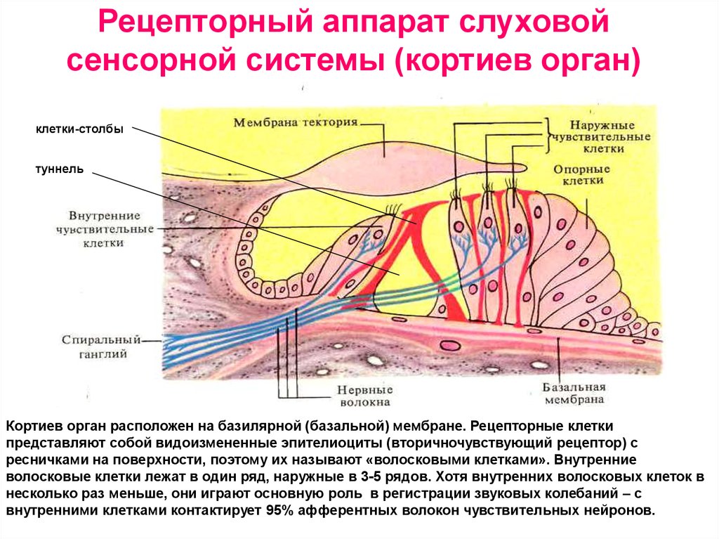 Мембраны внутреннего уха. Кортиев орган Рецептор слухового анализатора. Рецепторы слуховой сенсорной системы. Рецепторы клетки Кортиева органа. Кортиев орган волосковые клетки.