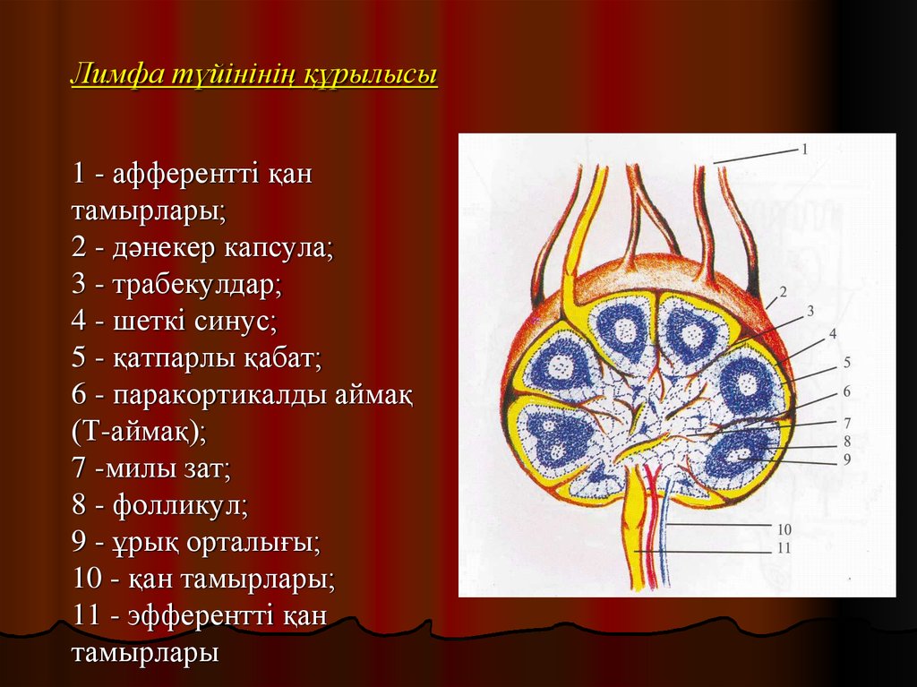 Лимфа капсула