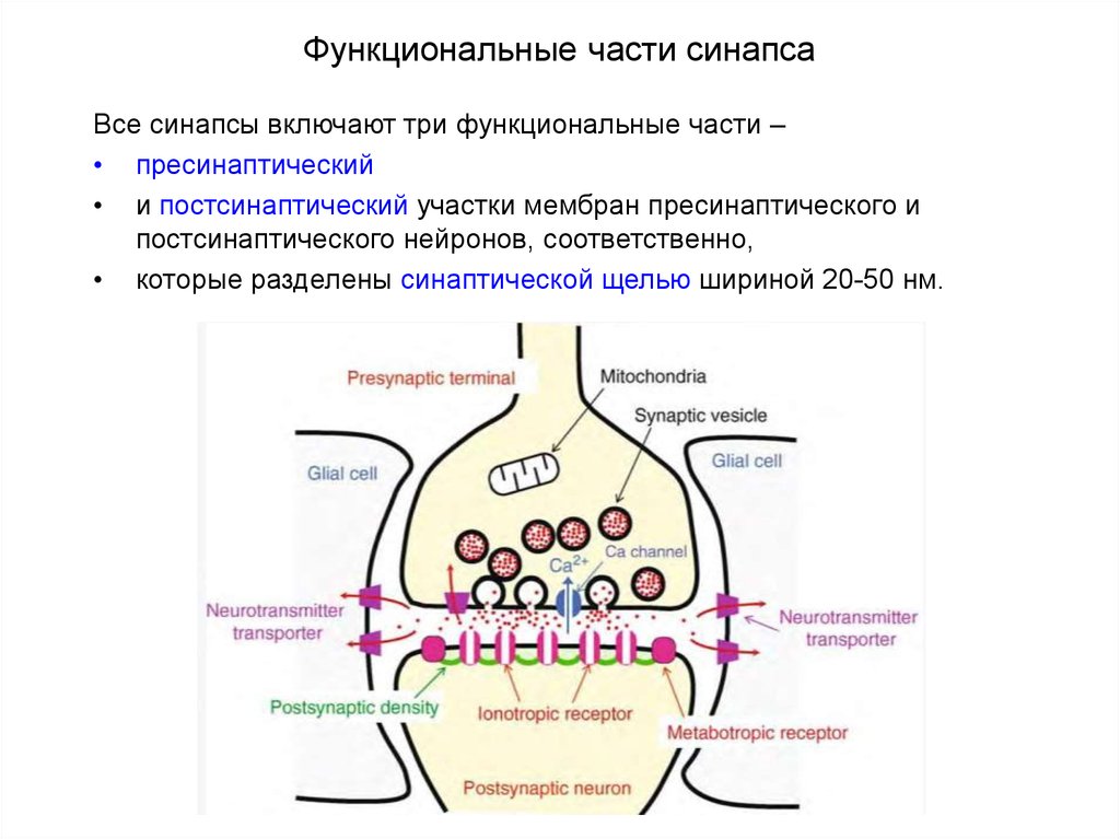 Пресинаптический синапс. Деполяризация мембраны синапса. Схема синапса постсинаптическая часть. Функциональные компоненты синапса. Рецепторы синапса.