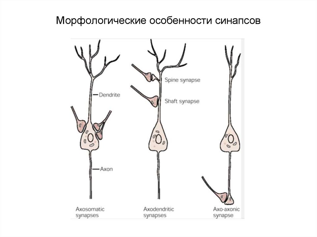 Особенности синапсов. Морфологическая классификация синапсов. Классификация синапсов в ЦНС. Морфологические особенности синапсов. Морфологическая классификация межнейронных синапсов.