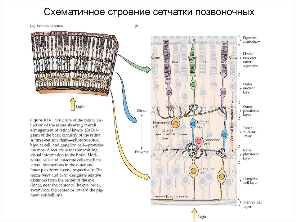 Структура сетчатки. Биполярные клетки сетчатки функции. Биполярные клетки сетчатки строение. Рецепторы в биполярных клетках сетчатки. Схематичное строение.