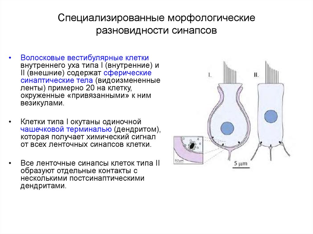 Волосковые клетки в ухе. Волосковые клетки уха функции. Волосковые клетки внутреннего уха. Вестибулярная волосковая клетка. Внутреннее ухо волосковые клетки.