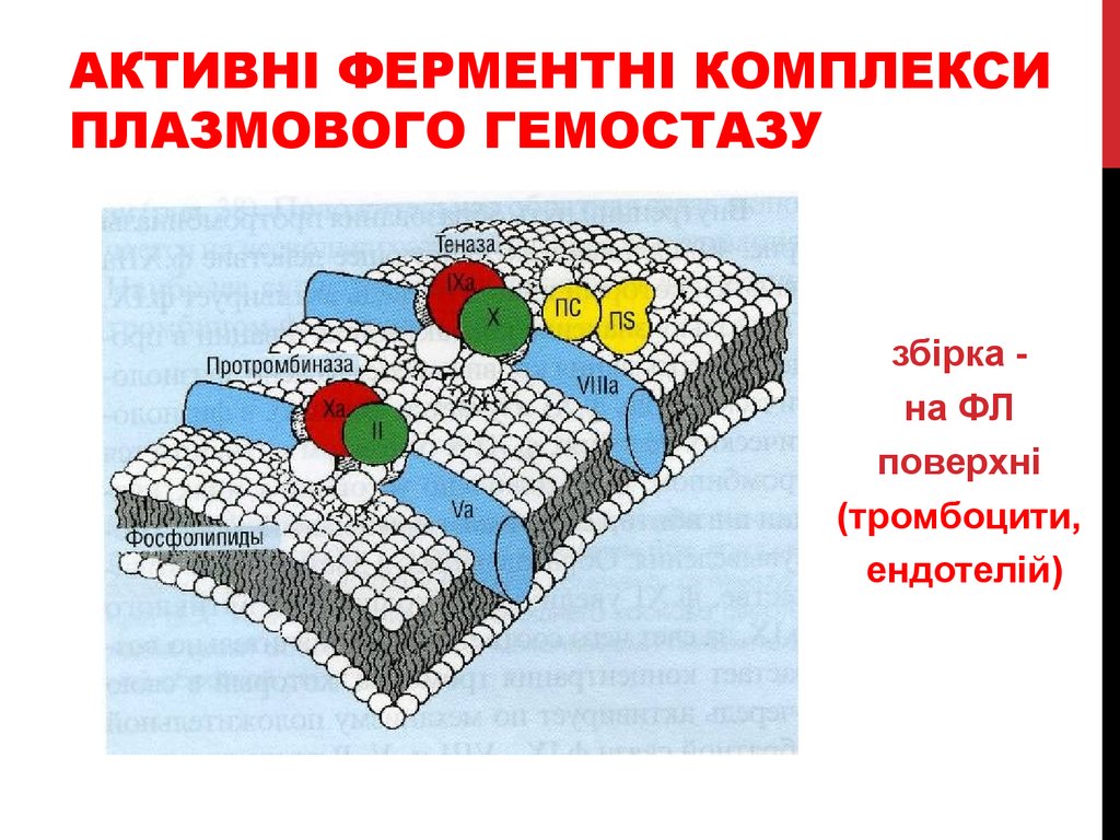 Гормональный гемостаз схема