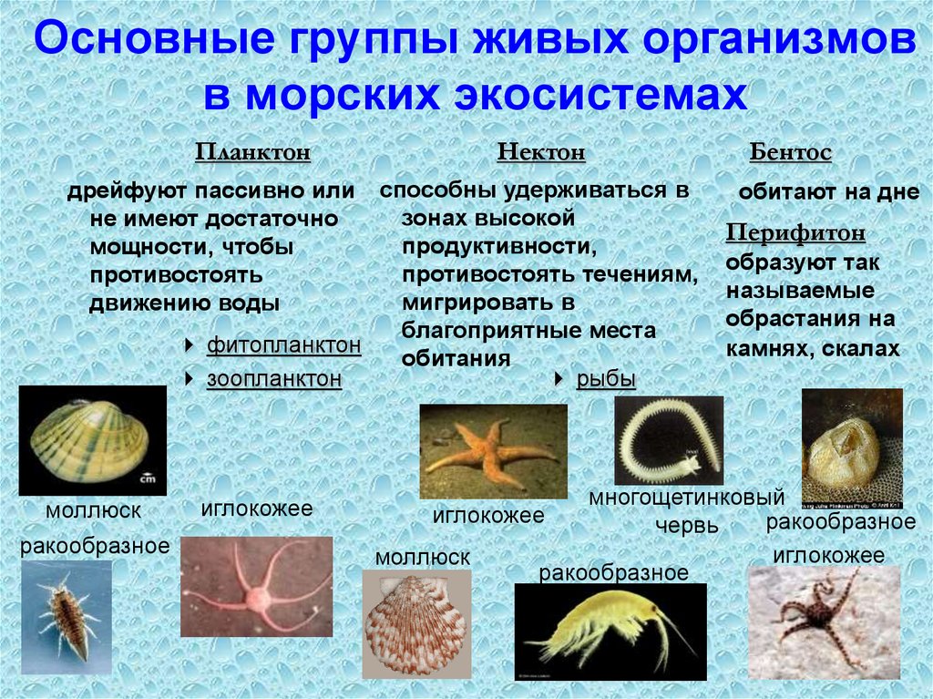 Разнообразие живых организмов в океане. Зоопланктон Нектон и бентос. Группы морских организмов. Экологические группы морских организмов. Планктон Нектон бентос.