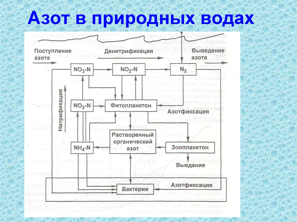 Растворение азота в воде. Азот в природных Водах. Круговорот азота в гидросфере. Круговорот азота в воде. Азот и вода.