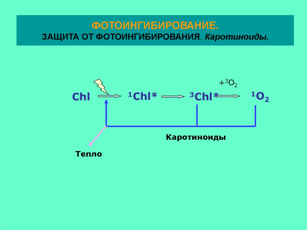 Фотоингибирование фотосинтеза. Оксигенный фотосинтез. Функции каротиноидов в процессе фотосинтеза. Окисление в водной среде.
