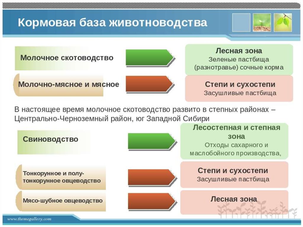 Кормовая база. Кормовая база скотоводства. Кормовая база животноводства таблица. Кормовая база молочного скотоводства.