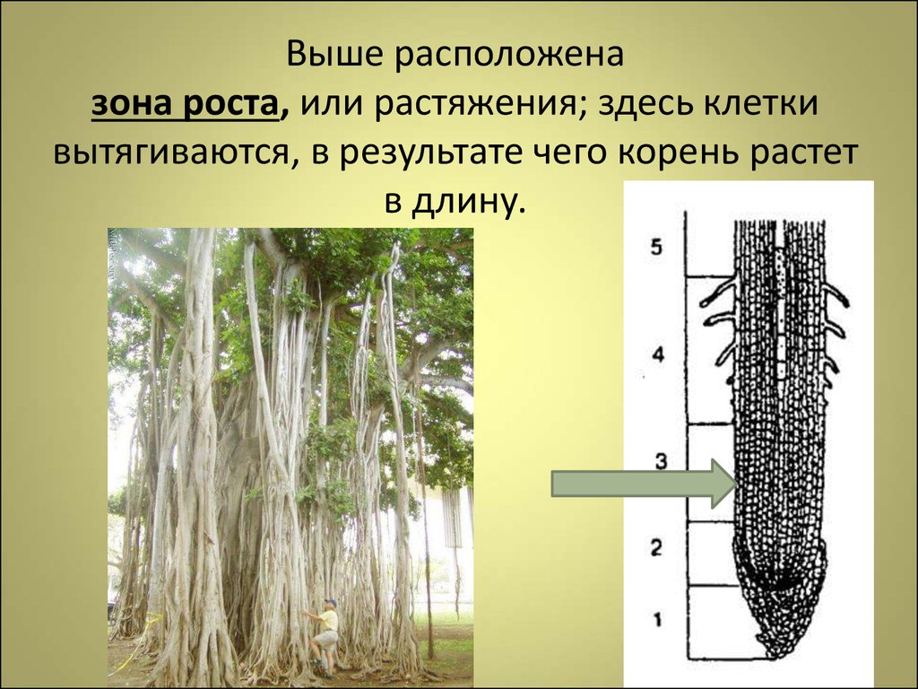 Рост корня в толщину. Зона роста и растяжения корня. Зоны роста корня рост корня. Зоны корня у растений. Строение корня зона растяжения.