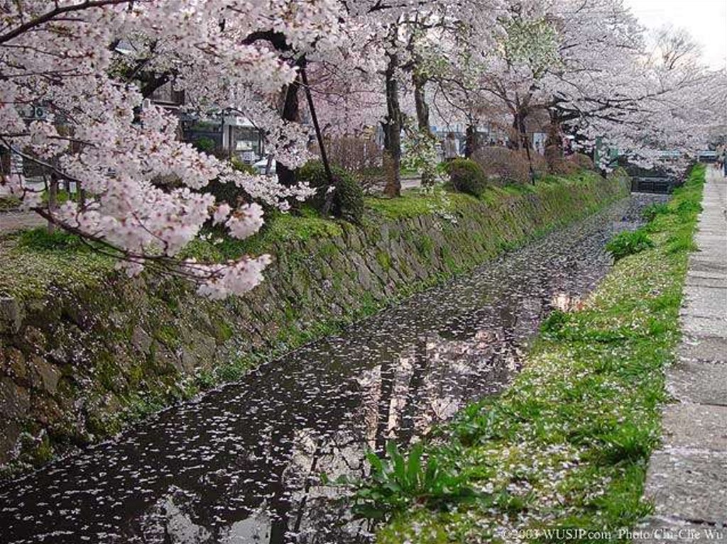 Ая сакура. Цветение Ямадзакура. Окинава (остров) цветет Сакура. Ямадзакура.