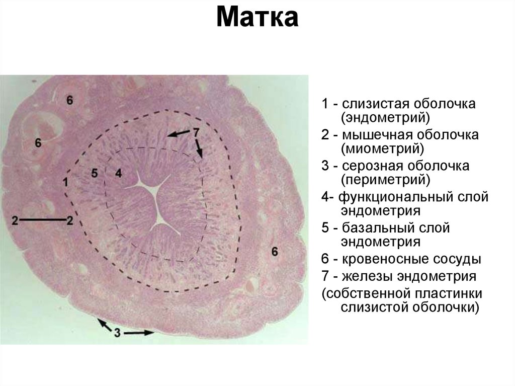 Слизистая стенок матки