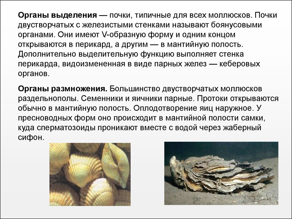 Различие моллюсков. Моллюски размножение. Размножение брюхоногих и двустворчатых. Органы размножения двустворчатых моллюсков. Половые органы двустворчатых моллюсков.