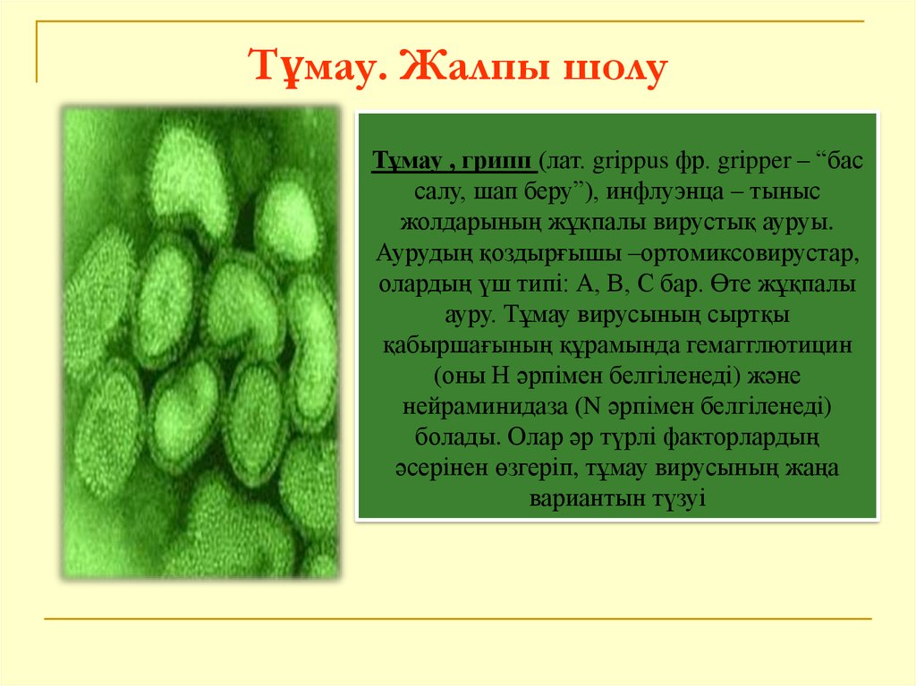 Алу жолдары. Тұмау презентация. ЖРВИ және тұмау презентация. Тұмау вирусы презентация. Тұмау диктант.