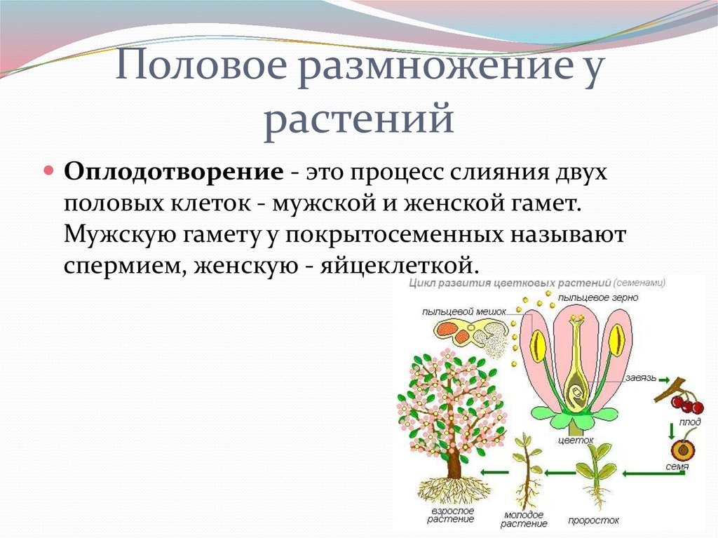 С помощью какой женской клетки происходит размножение