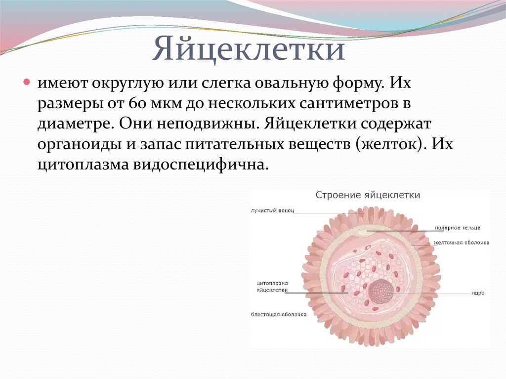 Яйцеклетка строение. Строение яйцеклетки человека. Наличие общих и специальных органоидов яйцеклетки. Ядро яйцеклетки функции. Яйцеклетка анатомия.