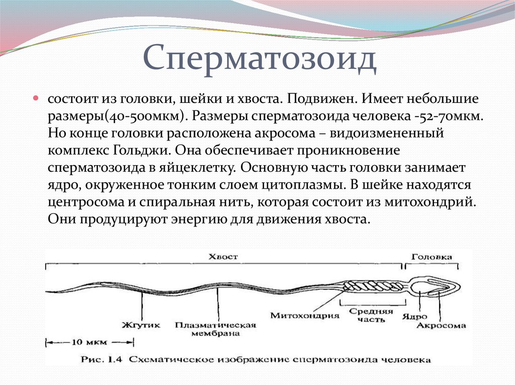 Толщина имеет. Размер сперматозоида человека. Строение хвостика сперматозоида. Строение и форма сперматозоида. Строение шейки сперматозоида.