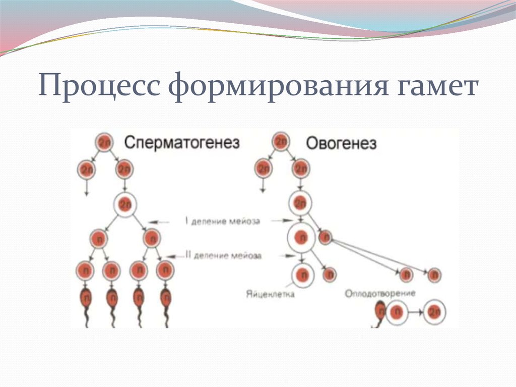 Женские половые клетки образуются в процессе. Процесс образования половых клеток сперматогенез. Фазы формирования половых клеток. Стадии в процессе образования половых клеток. Процесс формирования женских половых клеток у животных.