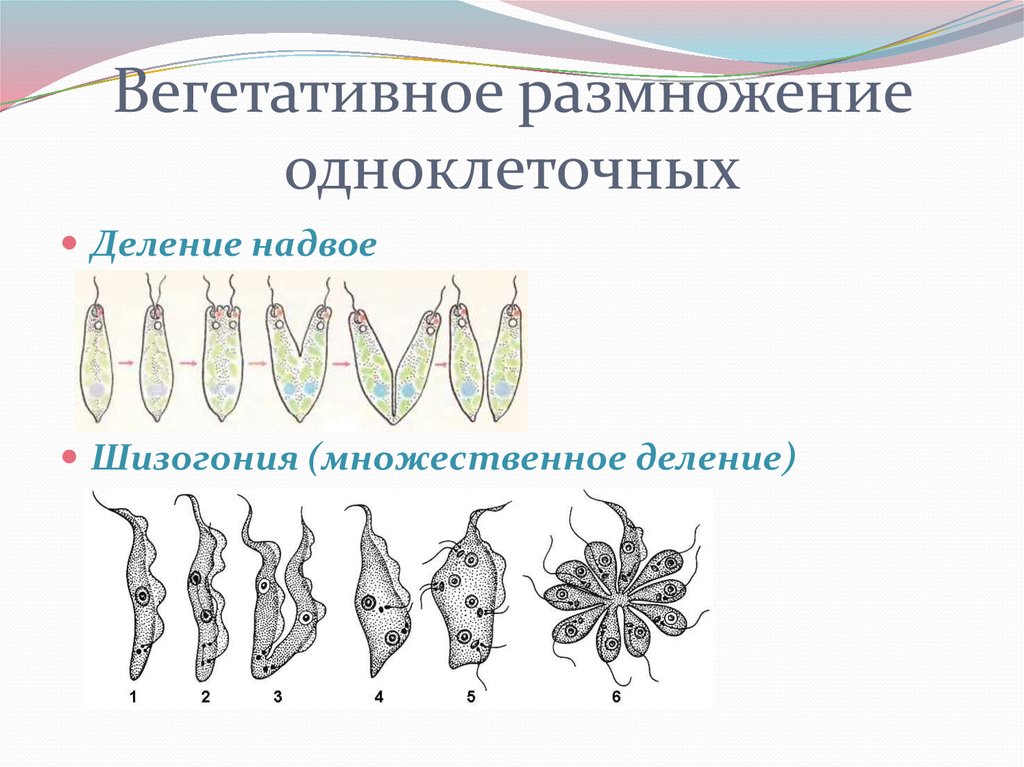 Какого значение размножения