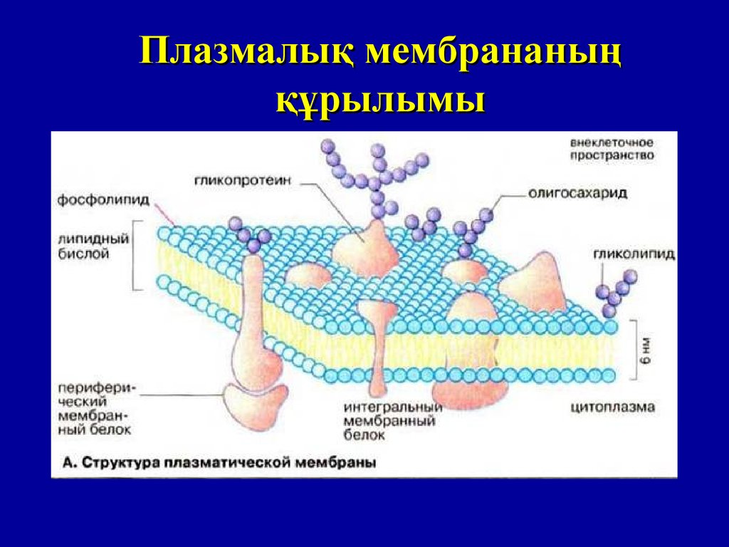 Мембраналық рецепторлар арқылы гормондық сигналдардың берілуі