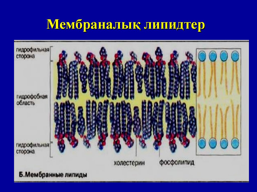 Биологиялық мембраналар презентация