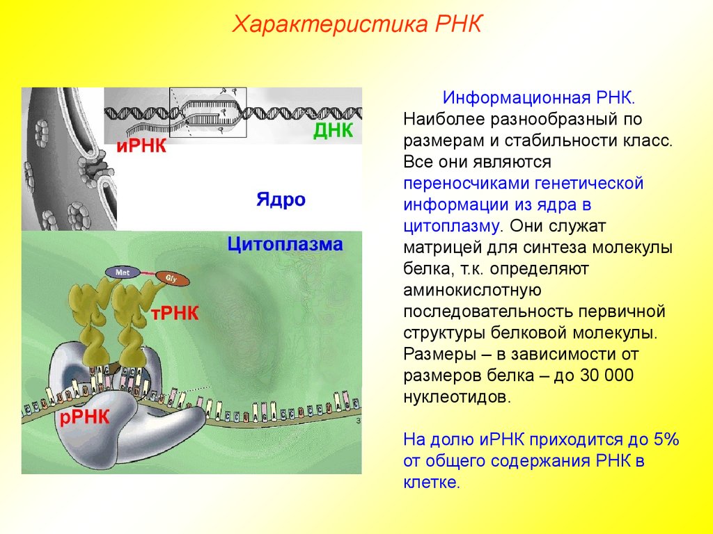 Молекула информационной рнк. Характеристика молекул РНК. Характеристика информационной РНК. ИРНК характеристика. Описания молекулы информационной РНК..