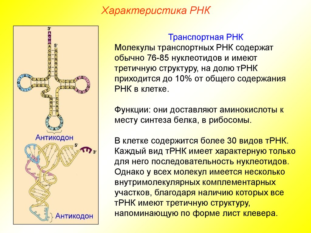 Виды рнк характеристика. Структура, функции транспортных РНК. Структура молекулы т РНК. Строение молекулы транспортной РНК. Функции молекулы т РНК.